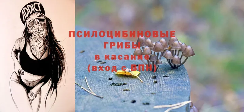 Псилоцибиновые грибы Psilocybe  Советский 